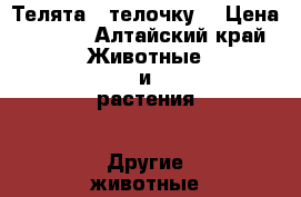 Телята , телочку. › Цена ­ 8-10 - Алтайский край Животные и растения » Другие животные   . Алтайский край